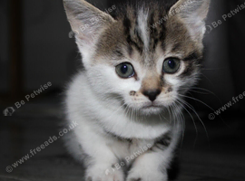 9 week old kittens