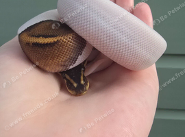 Gorgeous babies ball pythons for sale!