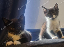 Looking for their forever sofa