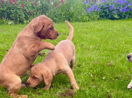 Fox Red Labradors &ndash; A Touch of Autumn, A Lifetime of Love