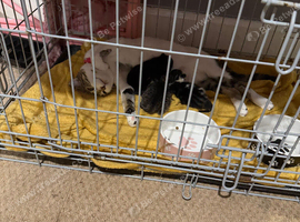 Kittens wanting forever homes