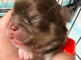 Long coat chihuahua