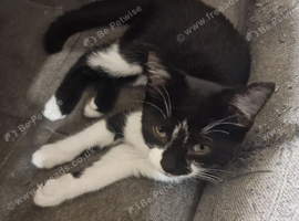 Kittens for sale