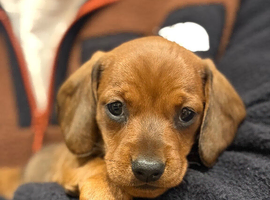 Miniature Dachshund