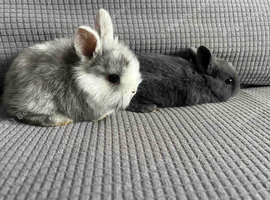 Nice little bunnies