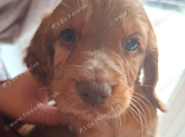 Cocker spaniel puppies