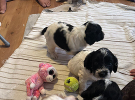 F1 Parti cockapoo