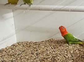 Opaline split dilute unsexed fischers