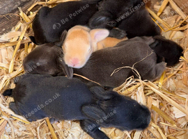 Continental giant x French lop rabbits