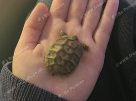 Baby herman tortoise