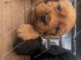 Well bred cocker spaniel pups &pound;500