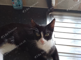 2 black twin females sunderland