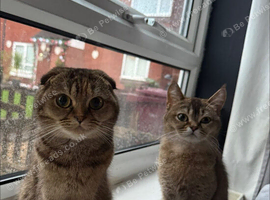 Sisters female Scottish straight and Scottish fold
