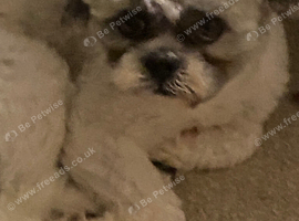 2 Years Old Male Shih Tzu