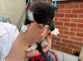 A kitten