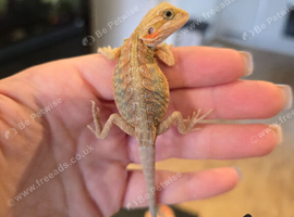 Baby bearded dragons