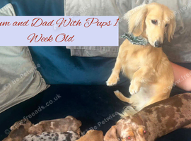 Litter Of 6 Beautiful Miniature Daschund Puppies