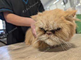 4paws dog and cat grooming heddon on the wall