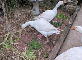 Geese (female)