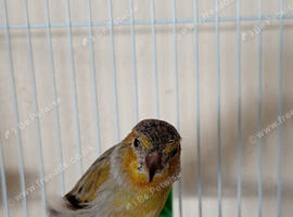One baby siskin mule cock bird