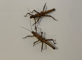 2 Stripped spiny stick insects (Tisamenus napalaki "Palaui")