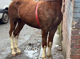 Rising 3yo welsh x Hackney