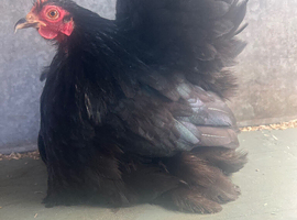 2 trios of show quality black pekin