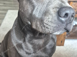 Beautiful 6 month old boy