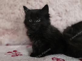 1 Boy Maine Coon Cross Kittens READY TO LEAVE
