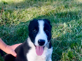 Collie pups for sale