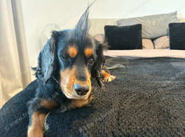 Full bred cocker spaniel