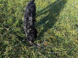 10 month old cockapoo