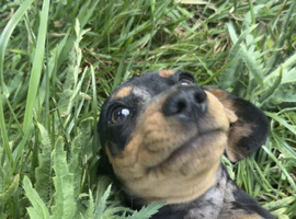 Smoothed hair dachshund miniature
