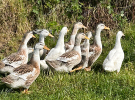 Silver Appleyard growers