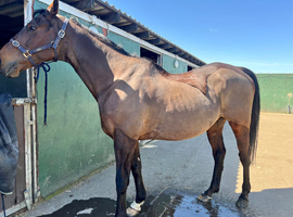 16.1hh Thoroughbred gelding