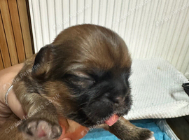 Shih Tzu puppies