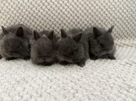 Blue Netherland dwarf kits SOLD