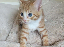 Ginger tabby's kittens ready to go