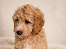 Cavapoo boys ready to leave now