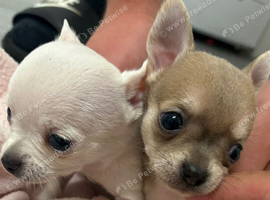3 tiny chiuahua puppies