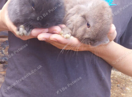 2 mii lops ready September 3rd