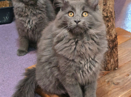 Beautiful gccf pet registered maine coon babies