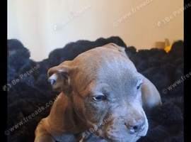 2 female staffy cross freach bull dog
