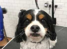 Fabulous Furbabies Quality Dog Grooming in Wendover