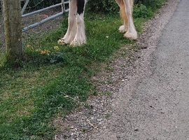 Black and white colt