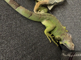 2 iguanas