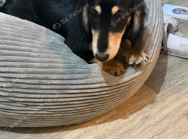 Beautiful miniature dachshund