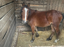 3 year old mare looking for new home