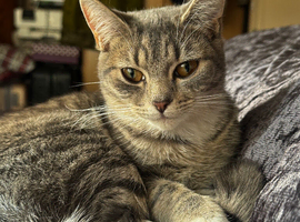 Beautiful cat for sell