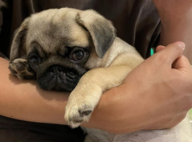 Adorable Pug Puppies,Lovely Temperaments